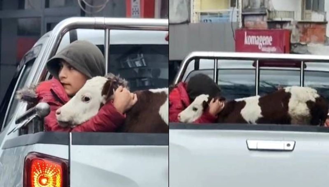 Bir an olsun bırakmadı! Hasta buzağısını sarılarak veterinere götürdü